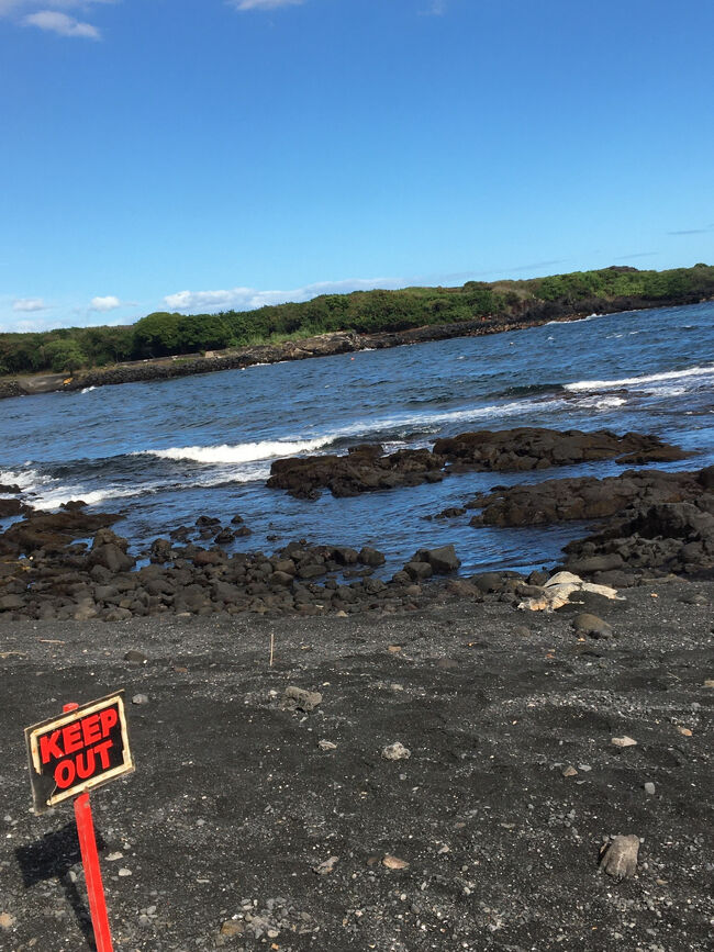 今日もホヌが甲羅干し