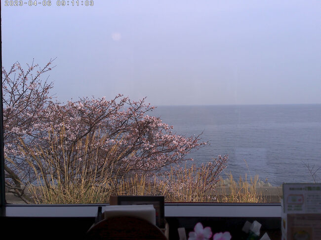 海と桜