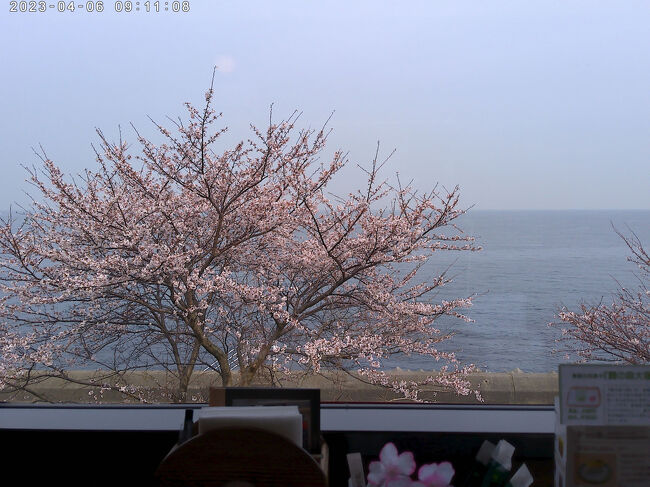 海沿いの桜