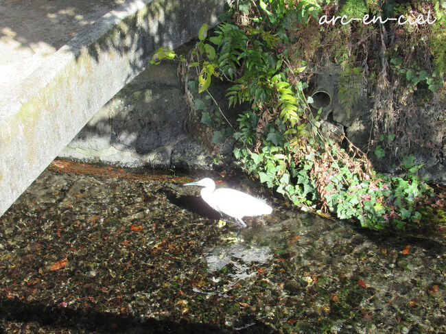 そして、川沿いを歩いていると、白い鳥！