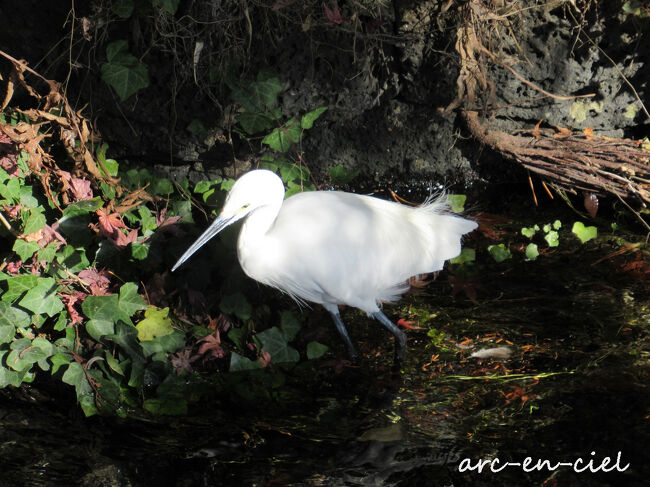 まだ小さいサギさん。<br />スマホを向けるとジッとしてくれて、撮影後は静かに立ち去っていきました。<br />心得てる～～～（^^）。