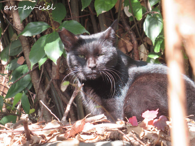 すると、境内に一匹の黒猫ちゃんを発見！<br /><br />逃げないけど、近寄ってもくれません。<br />ノラちゃんかと心配したのですが、参拝の帰り道にも見かけ、近くの民家にごはんが置いてあったので、近所の方たちに可愛がってもらっているようです。よかった♪