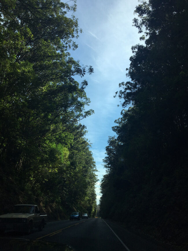 この森を抜けると直ぐにホノカア