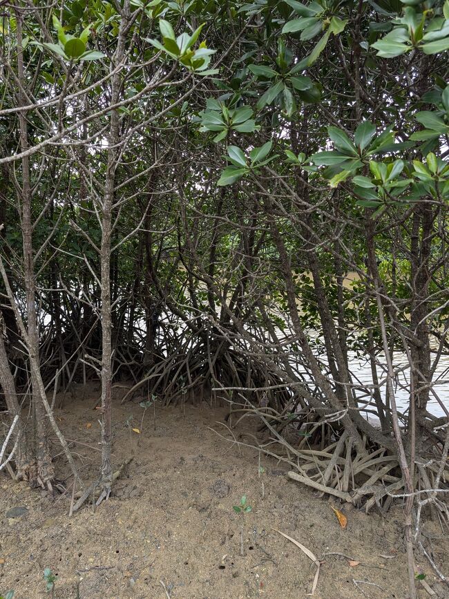 どことなく、ドラゴンクエストの人面樹を思い出してしまう。笑