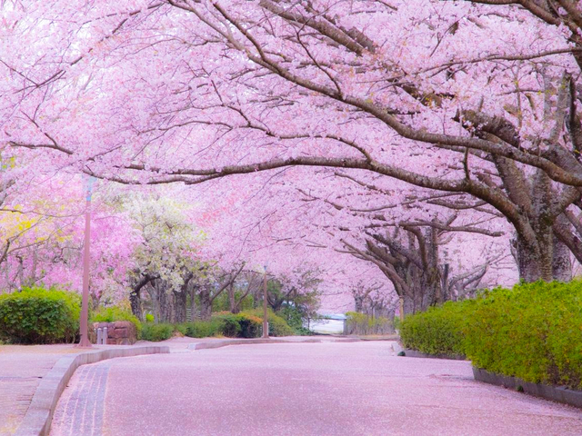 関西 桜の名所22年 西日本も含めたお花見 絶景スポットを紹介 トラベルマガジン