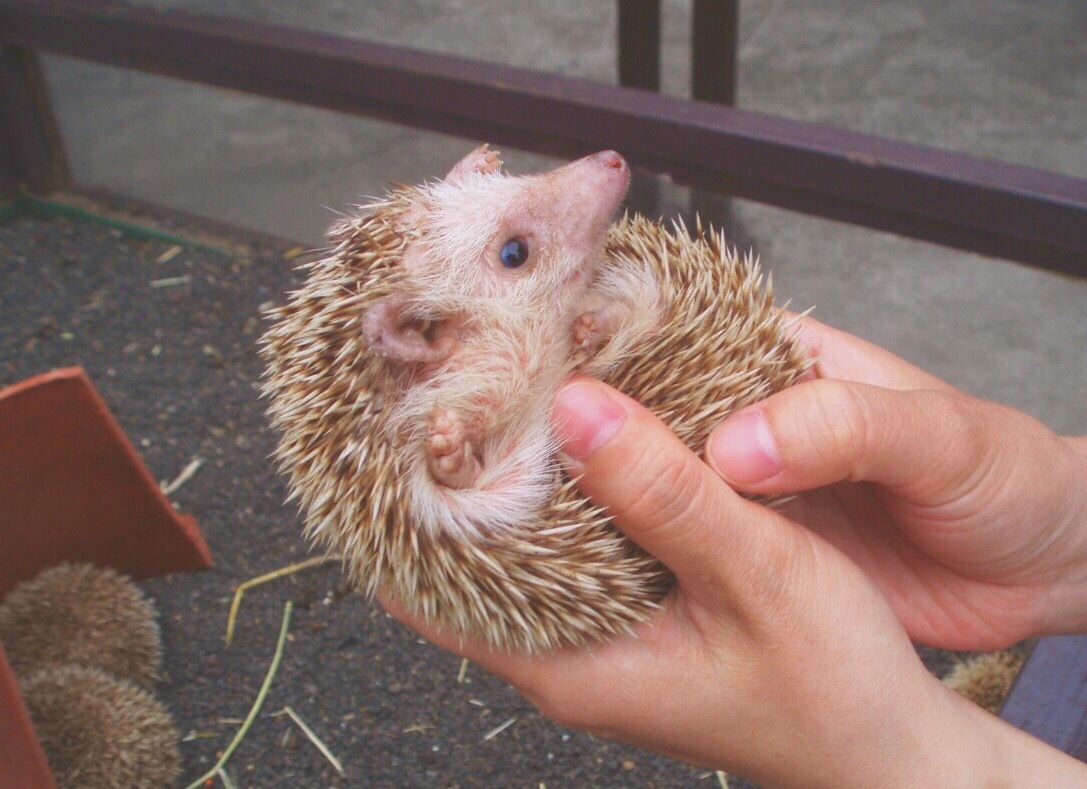 かわいいっ 思わず撮りたくなる動物と会える 関東の施設を集めました トラベルマガジン