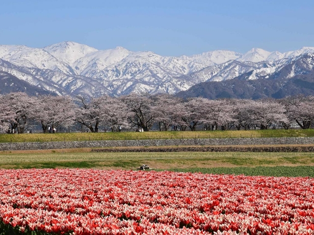 河津桜に千本桜！ 桜が織りなす絶景が楽しめるおすすめの花見スポット10選
