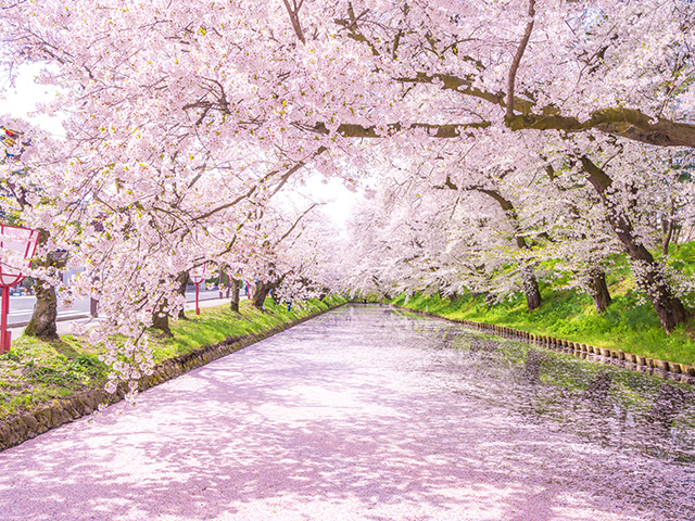 雄大な自然と満開の桜　絶対行きたい！東北を代表する桜の名所をめぐる旅