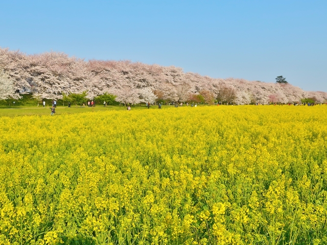 【関東】桜の名所！東日本も含めたお花見・絶景スポットを紹介