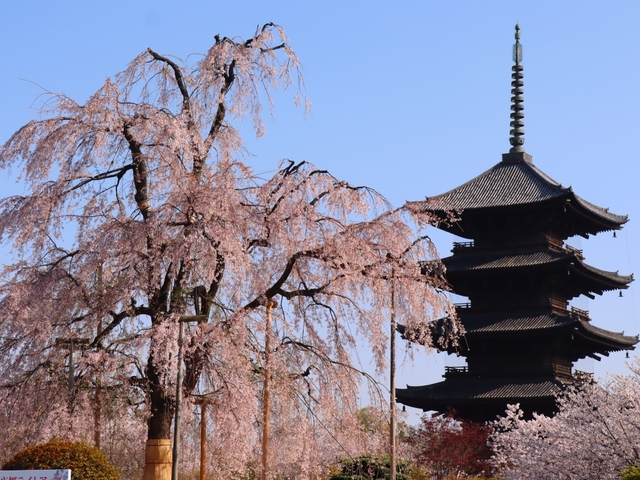 春を先取り！今からでも楽しめる日本全国の桜スポットを旅行記で紹介