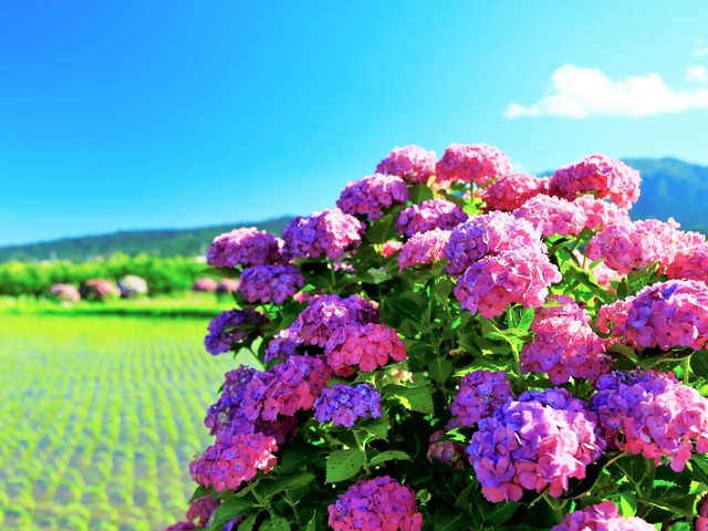 【関東近郊】あじさいの名所と穴場15選！見ごろやイベントなども紹介