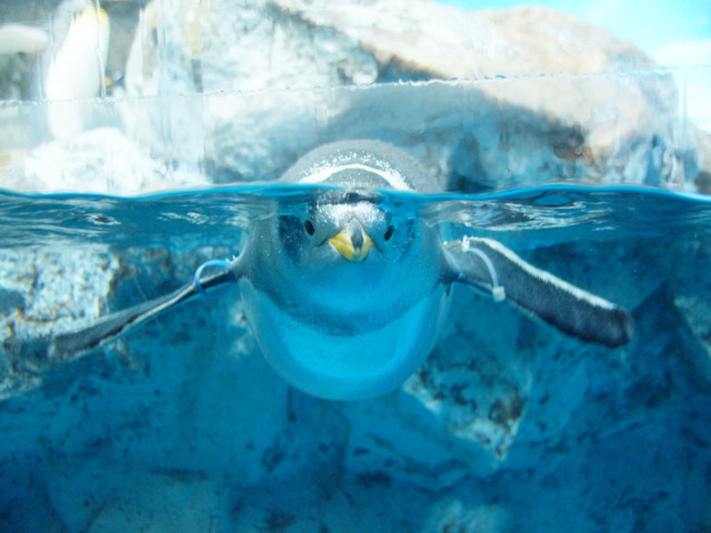 水族館のアイドル かわいいペンギンに会える関東の水族館11選 トラベルマガジン