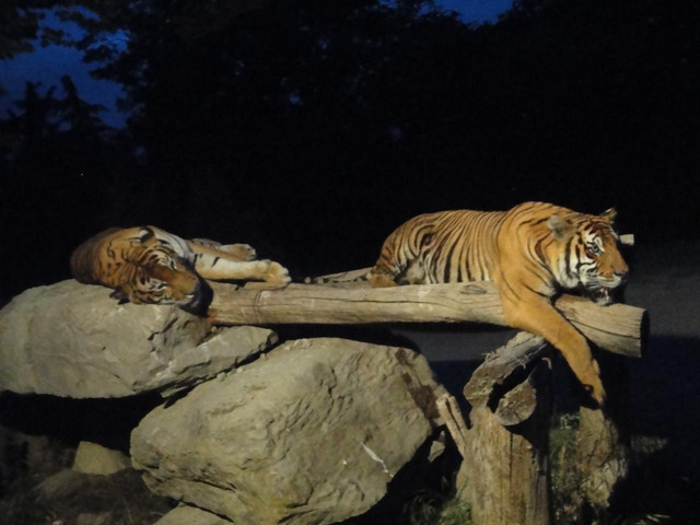 迫力満点！夜の動物たちと出会える国内ナイトサファリ7選