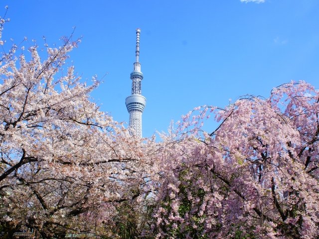 最新版 東京にある桜 花見の名所15選 定番 絶景など トラベルマガジン
