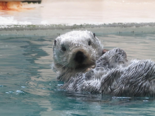 たったこれだけ！ かわいいラッコに会える希少な国内の水族館