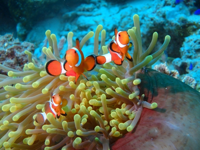 7. セブ島 / フィリピン