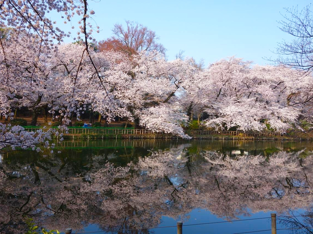 井の頭恩賜公園