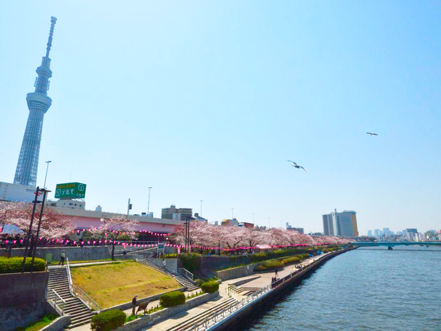 隅田川の桜並木