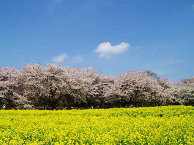 国営昭和記念公園