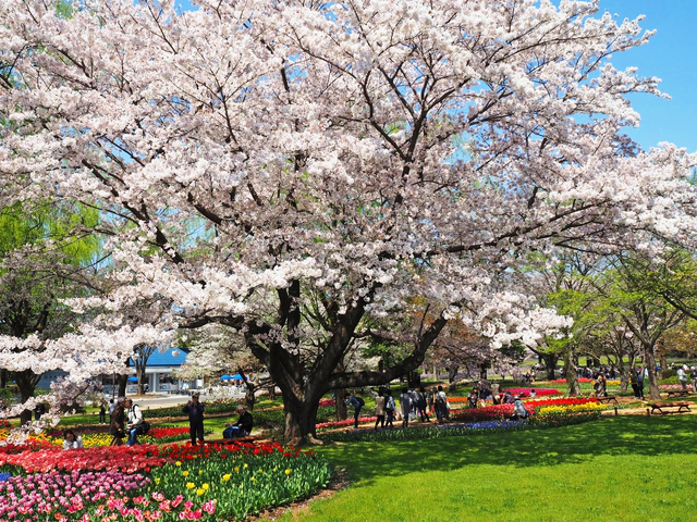 国営昭和記念公園