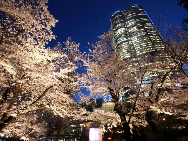 六本木さくら坂・六本木ヒルズ