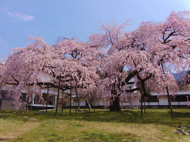桜の名所！ 世界遺産 醍醐寺