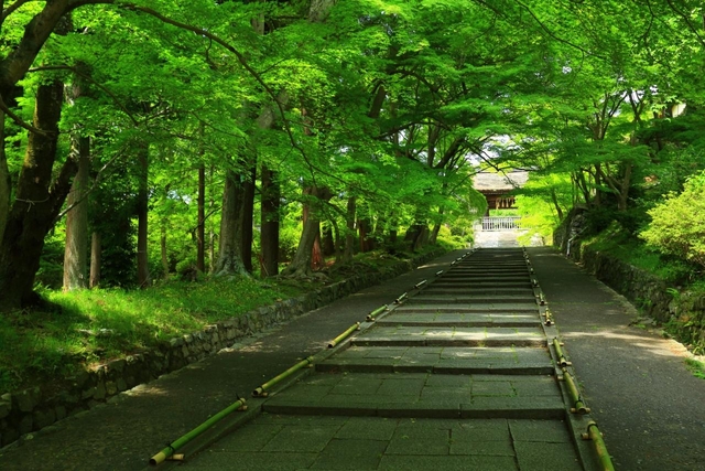 絶景の青もみじや紅葉。毘沙門堂