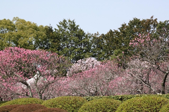 SNS映えも♪ 小野小町ゆかりの寺 随心院