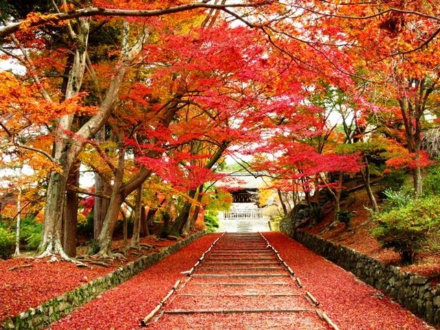  絶景の青もみじや紅葉。毘沙門堂