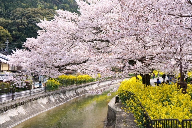 お散歩が楽しい。山科疏水(琵琶湖疏水)
