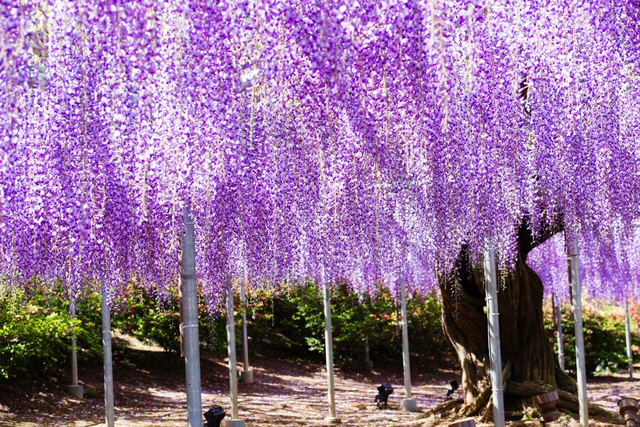 関東近郊の絶景花畑スポット 見ごろやイベントも紹介 トラベルマガジン