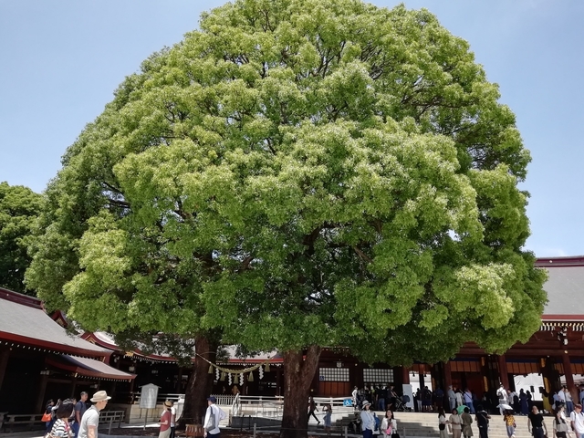 1位 明治神宮 / 原宿