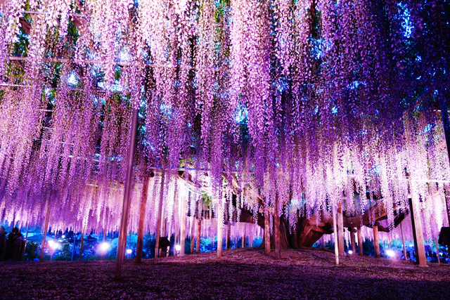 関東近郊の絶景花畑スポット 22年版 見ごろやイベントも紹介 トラベルマガジン