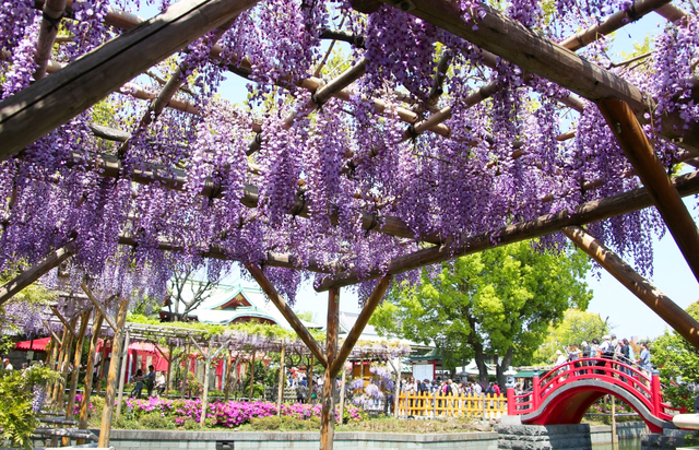 亀戸天神社 藤まつり