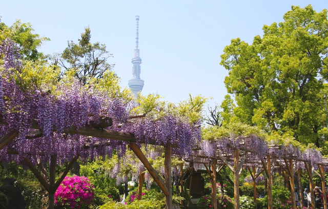 亀戸天神社 藤まつり