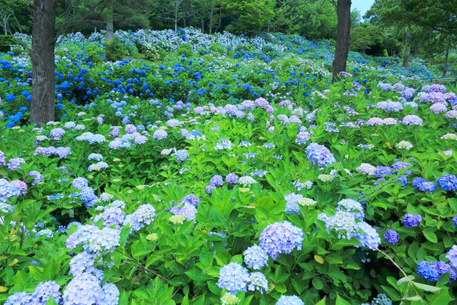 舞鶴自然文化園