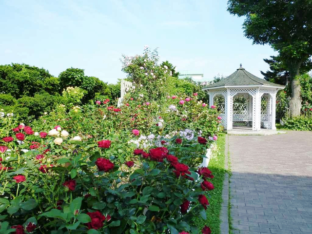 2位 ヴィクトリアンローズ