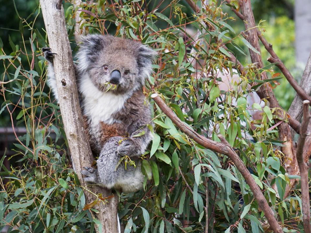 メルボルン動物園