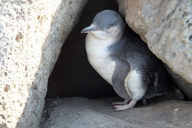 セントキルダビーチ