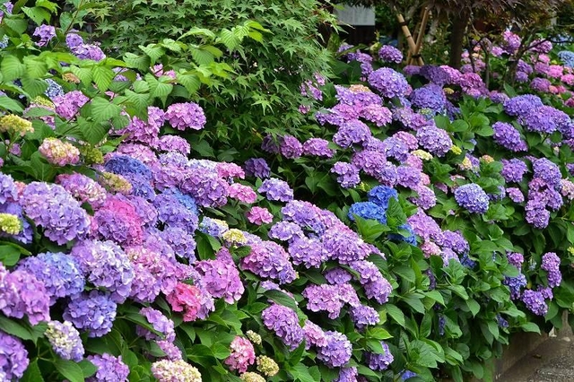 白山神社・白山公園