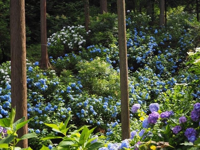 南沢あじさい山 