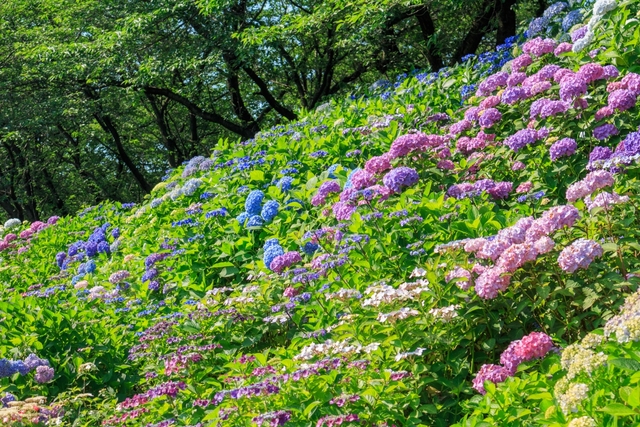 幸手あじさいまつり