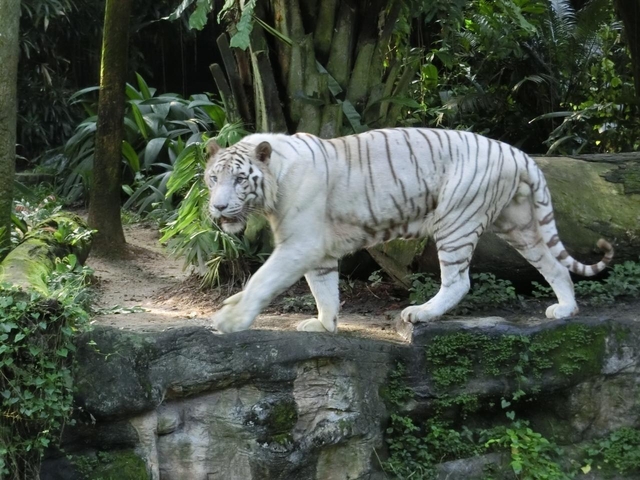 シンガポール動物園