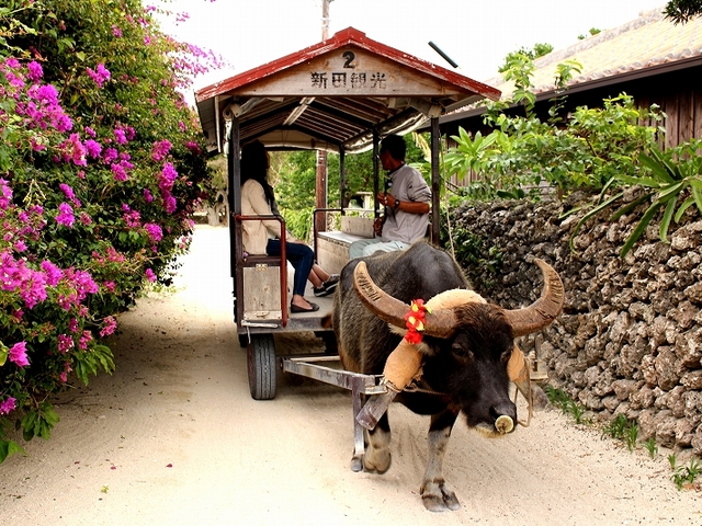 沖縄 竹富島でしたい8つのこと 行き方 観光ポイント 宿やカフェも紹介 トラベルマガジン