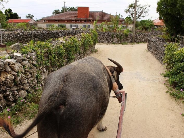 1. 竹富島名物！ 水牛車にのって島散策