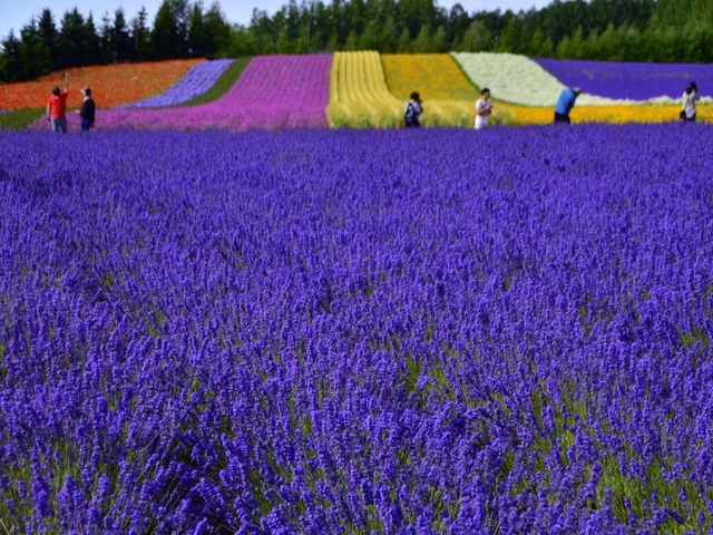富良野ってどんなところ？