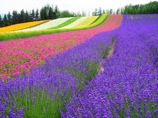 1. ファーム富田