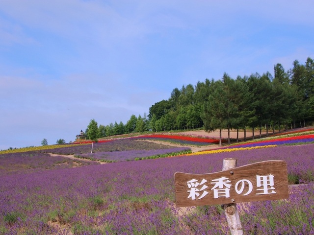 2. 8種類のラベンダーが魅力的！小高い丘にある「彩香の里 佐々木ファーム」