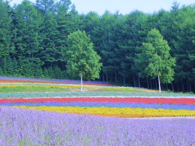 2. 8種類のラベンダーが魅力的！小高い丘にある「彩香の里 佐々木ファーム」
