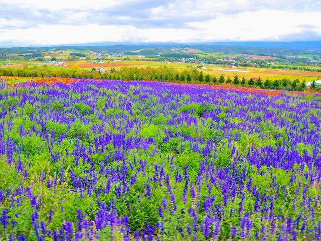 4. トラクターバスでゆったりとラベンダーを堪能できる「フラワーランドかみふらの」
